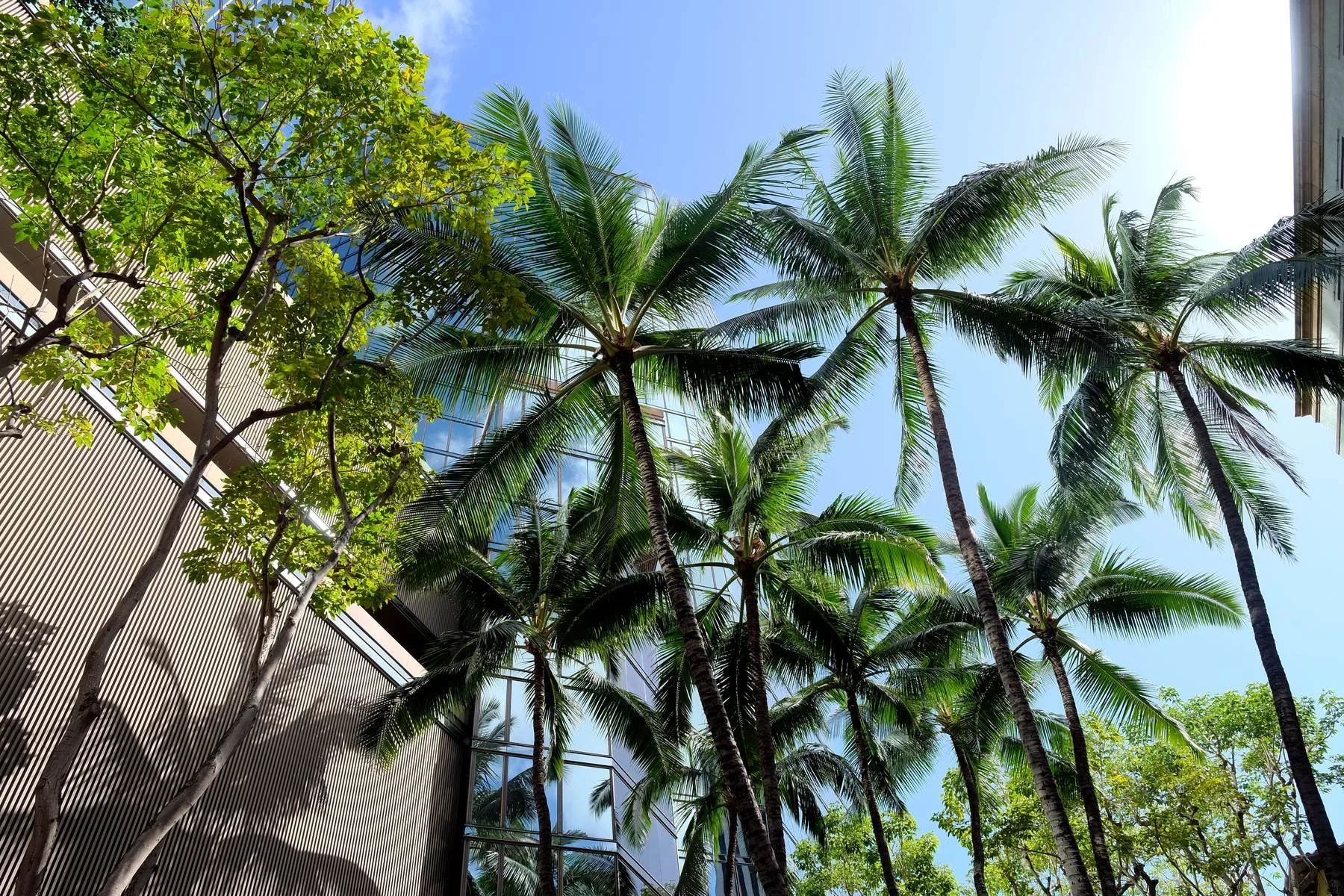 Palm trees against a Honolulu high-rise and blue sky
