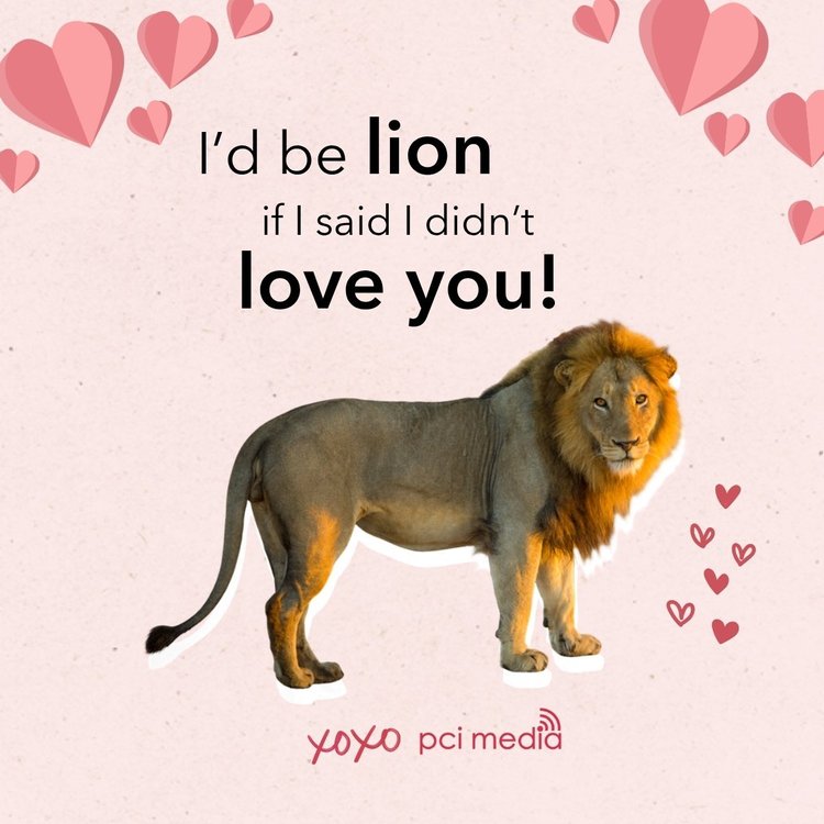 PCI Media Valentine's post with a lion and the line I'd be lion if I said I didn't love you