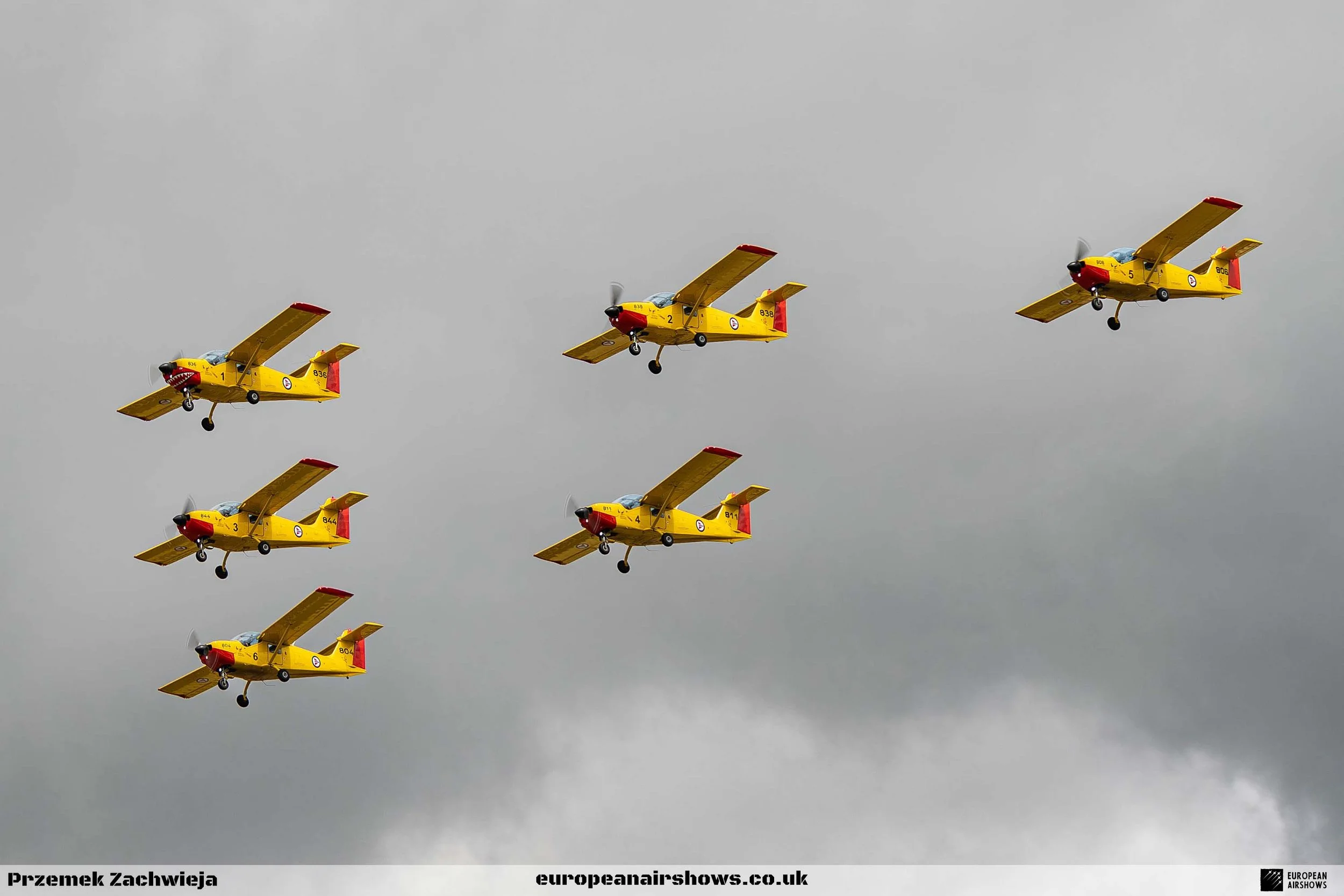 Yellow Sparrows