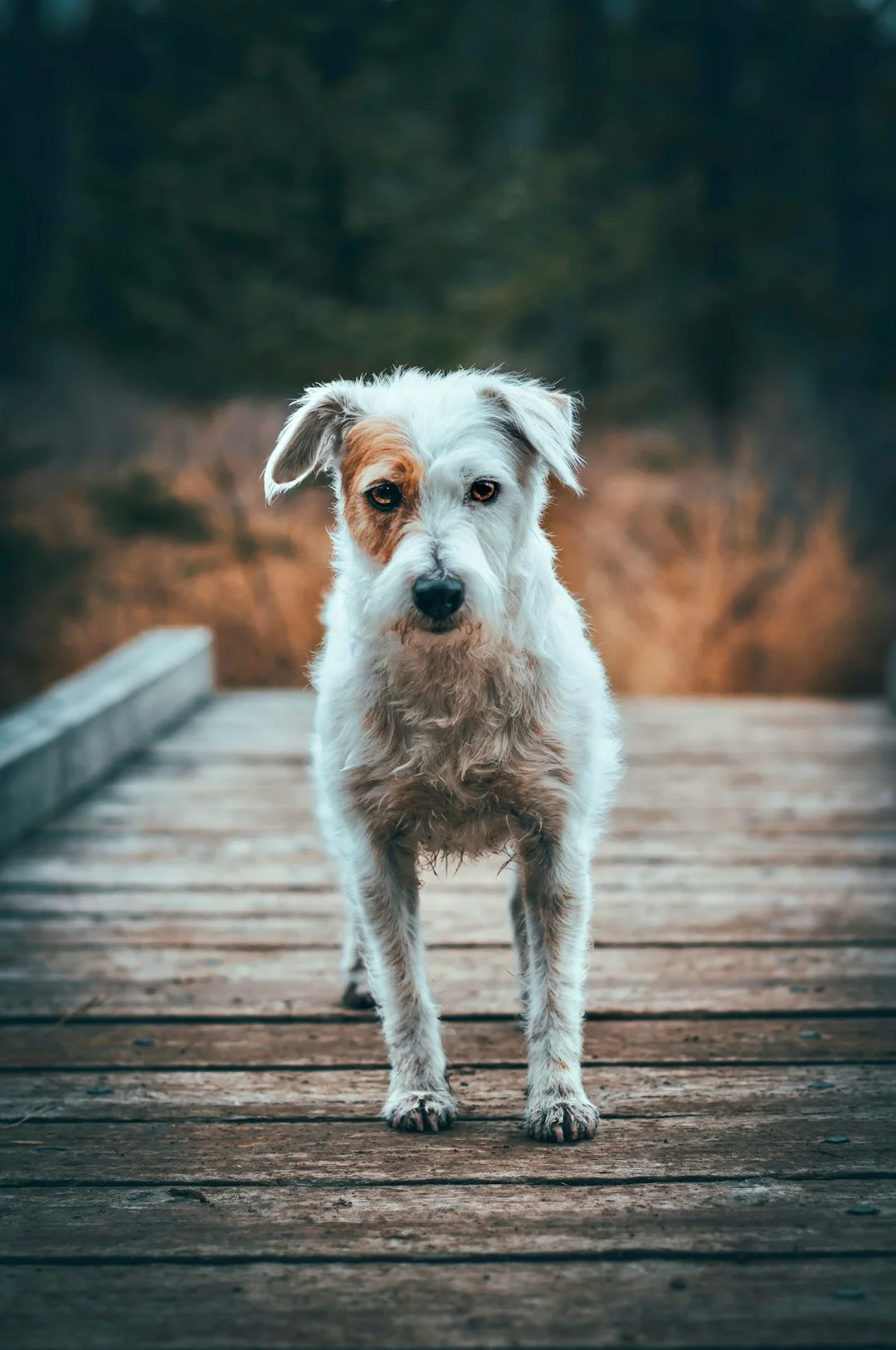 Pet search and rescue
