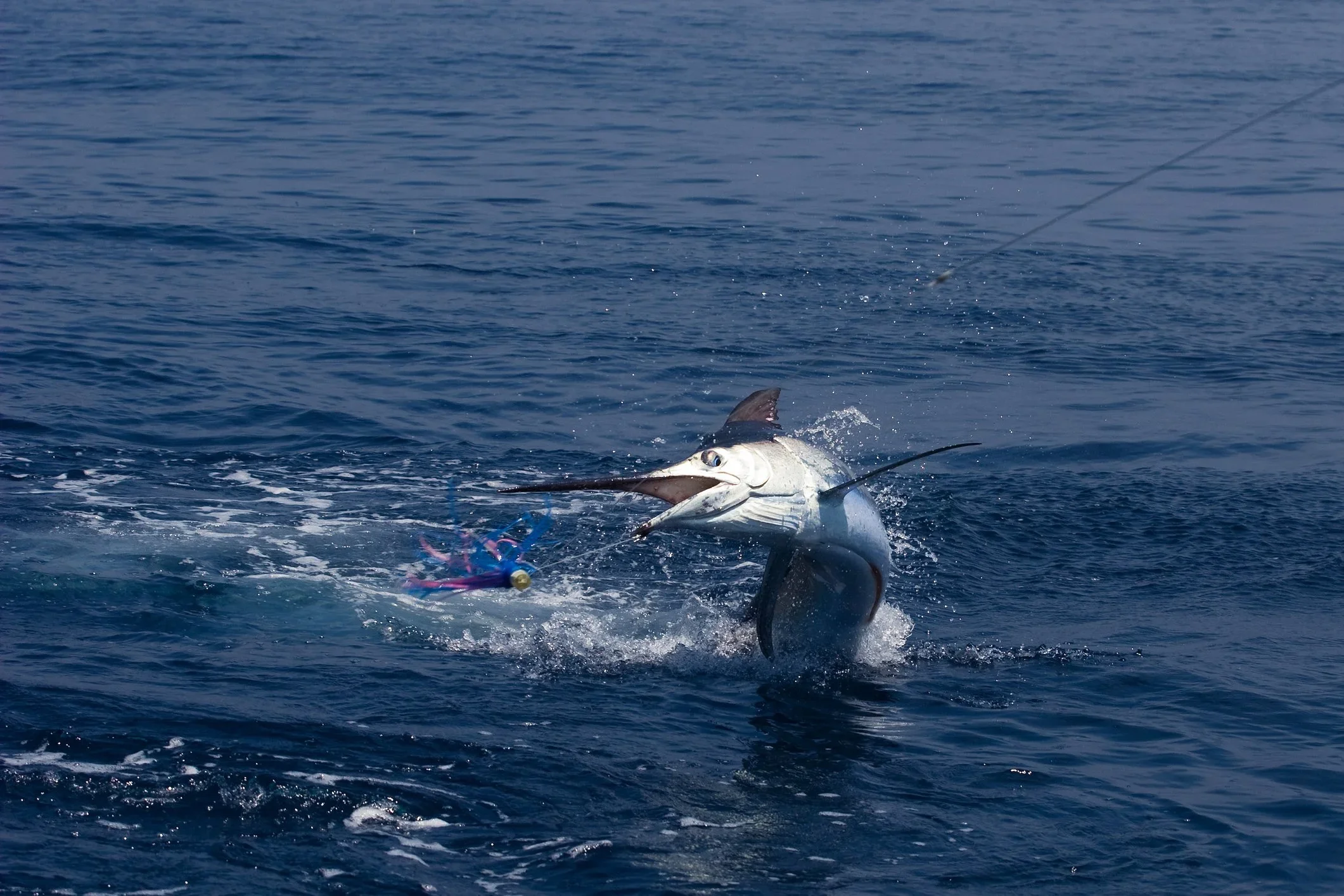 Blue marlin jumping from Caribbean waters near Rincon Puerto Rico