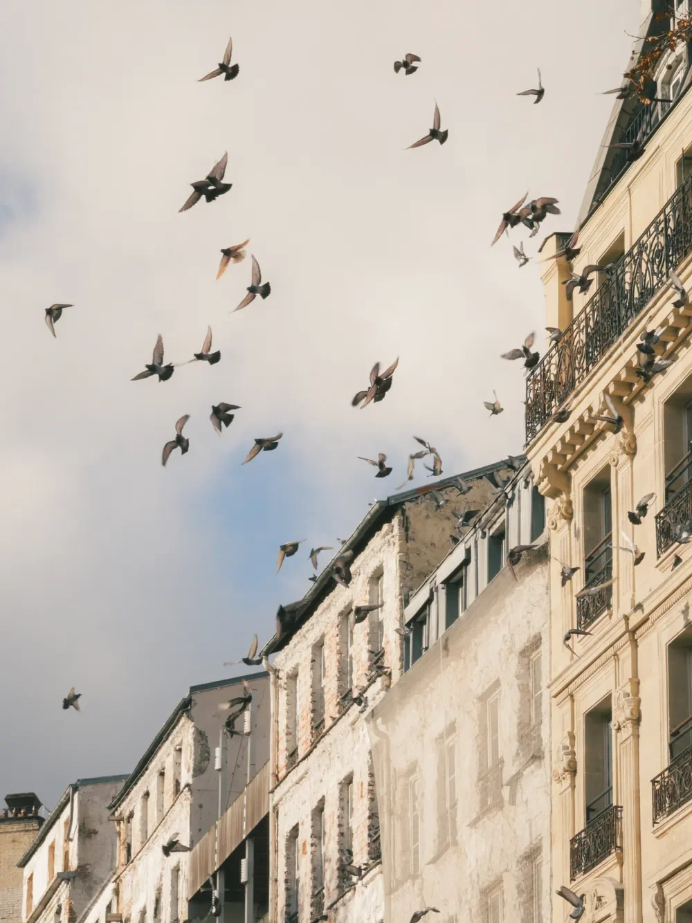 Pigeons flying beside sunlit Paris buildings