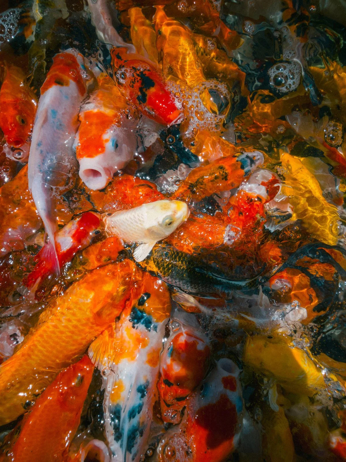 Colourful koi fish photographed from above