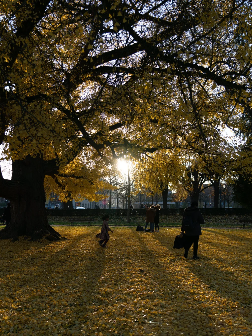 Original photograph before applying the GOLD preset