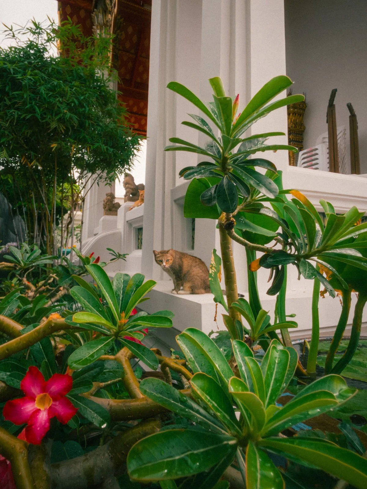 Tropical plants and flowers in a quiet Bangkok courtyard