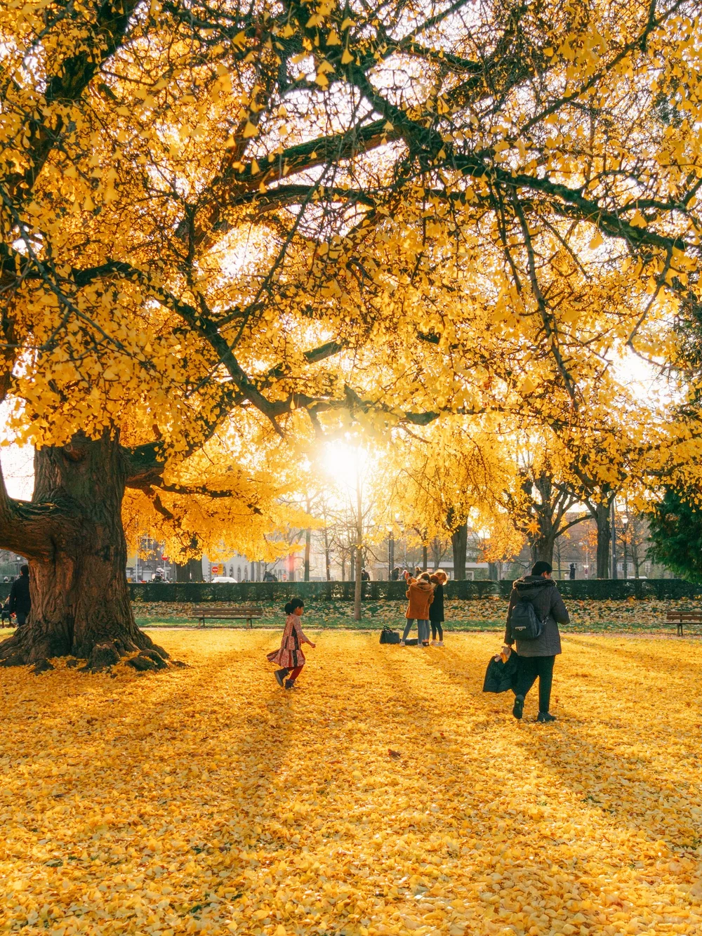 Photograph edited with the GOLD preset