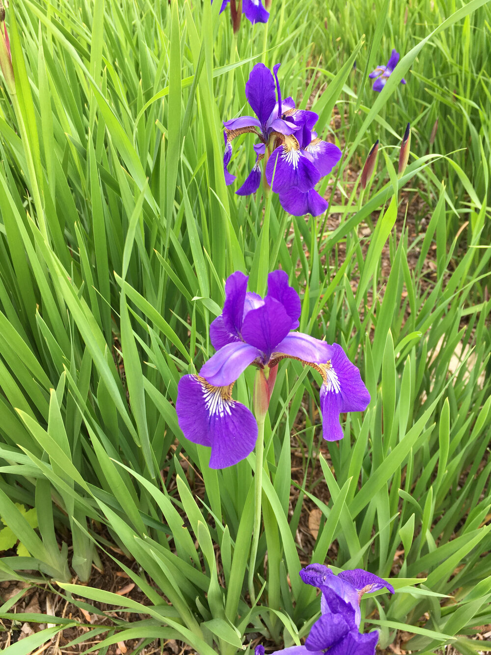 Northern Blue Flag Iris seed (Iris versicolor) - perennial - 50 seeds