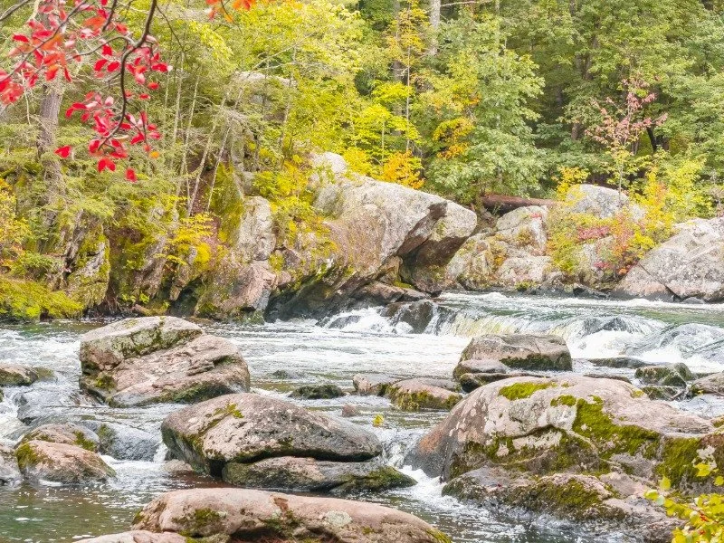 Ellis and Wildcat rivers in Jackson