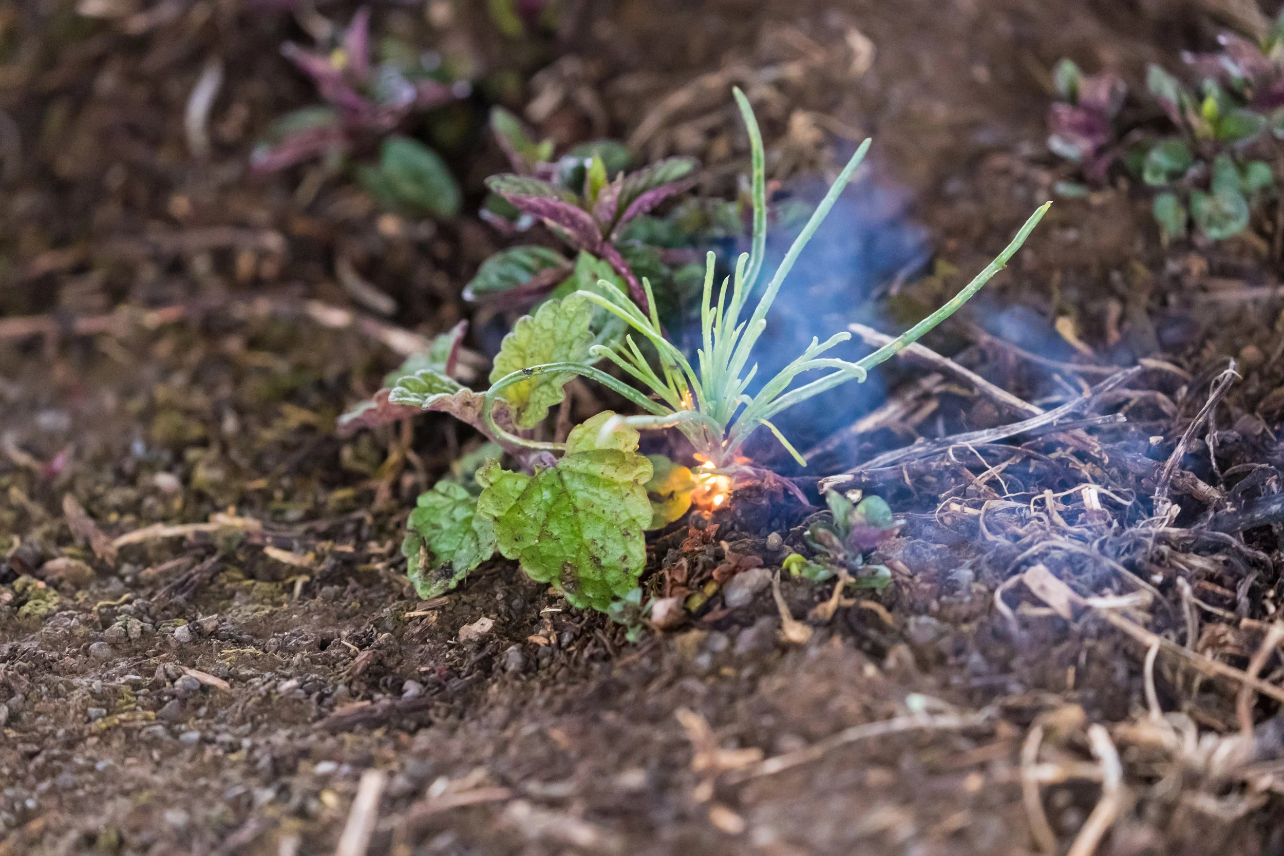 Laserweeded Mint