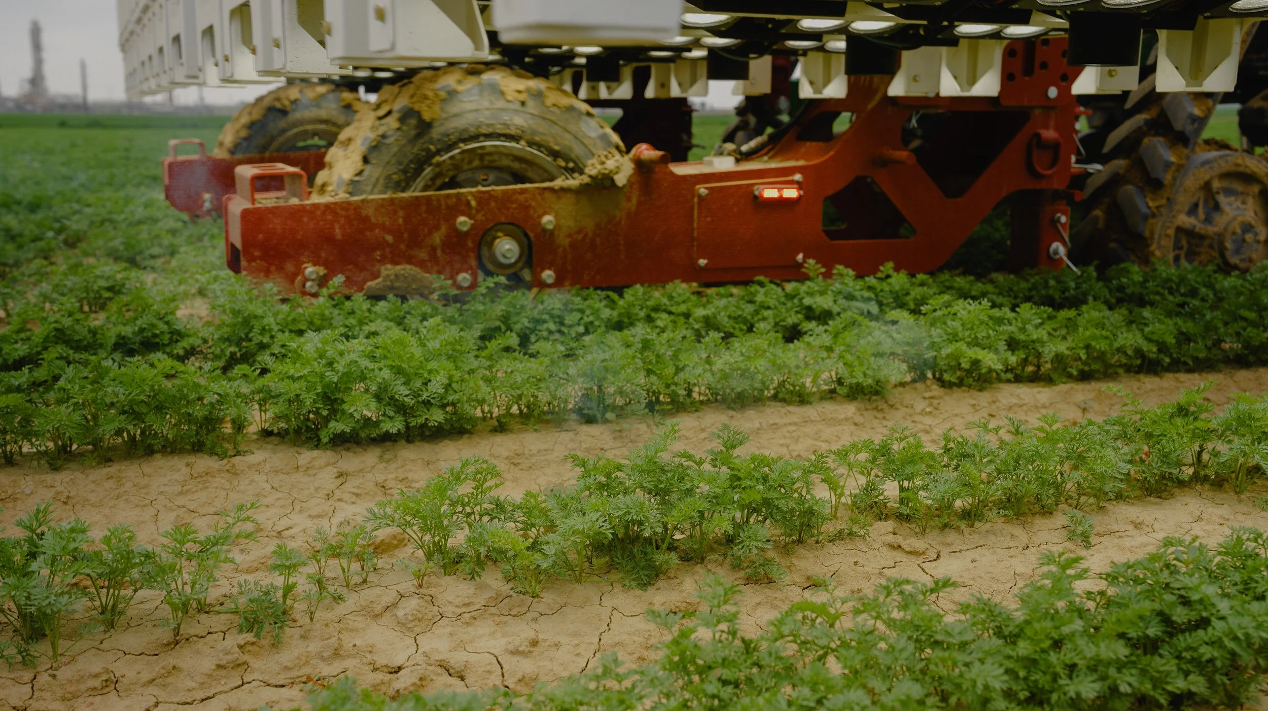 LaserWeeder G2 weeding carrots