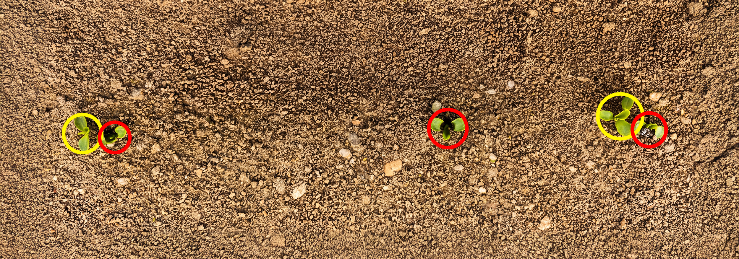 El LaserWeeder G2 duplica el rendimiento de la lechuga al aclarar las plantas
