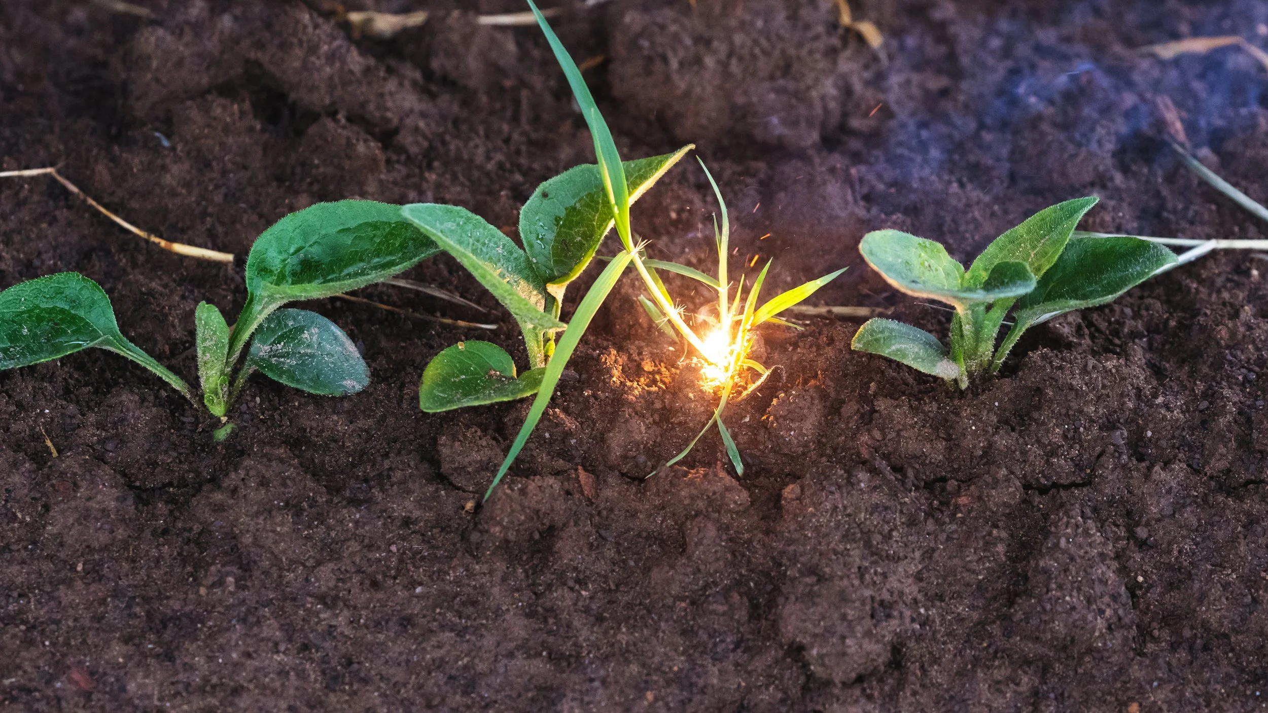 Laser Weeding Close-Up