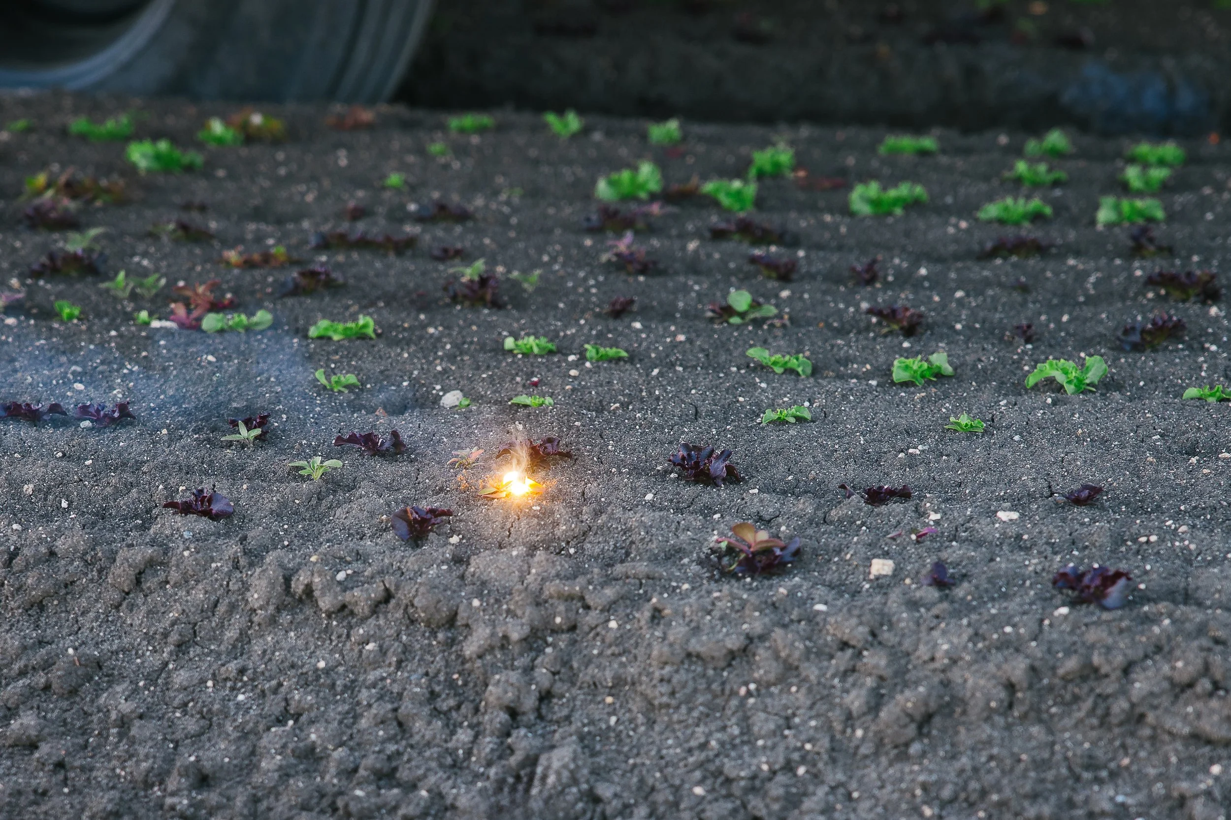 Laser Weeding Close-Up (Alt)