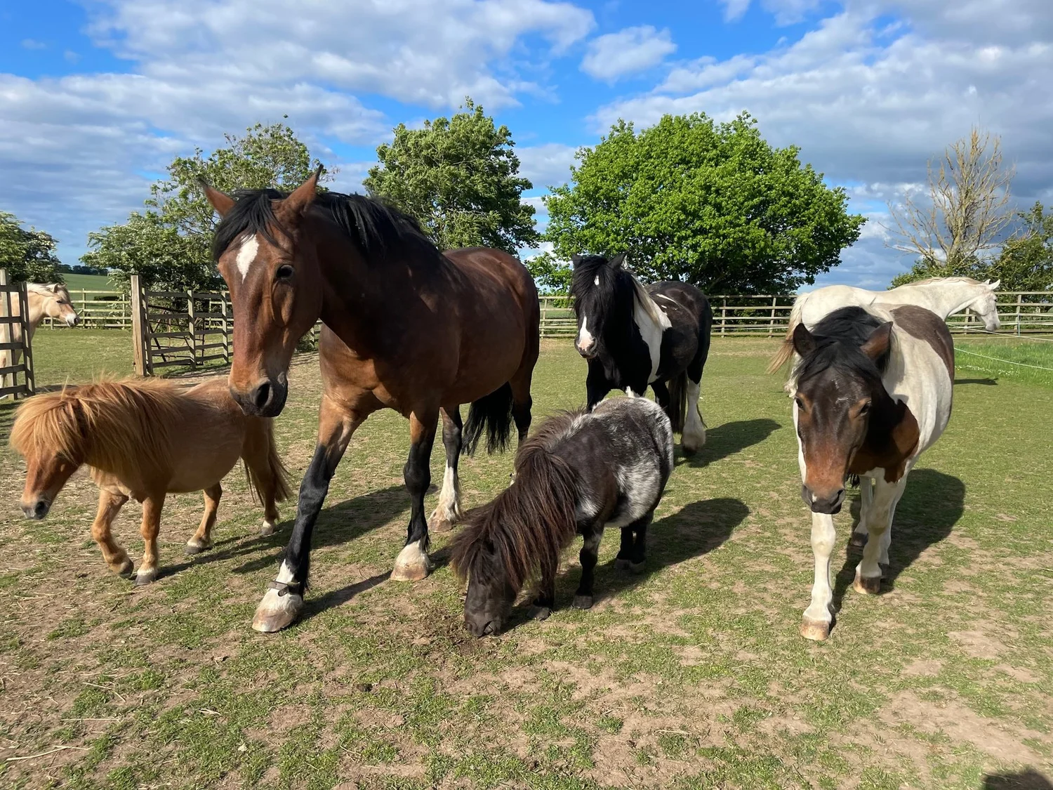A bay horse, a piebald cob and two Shetland ponies walking together across a fenced green paddock under a blue sky.