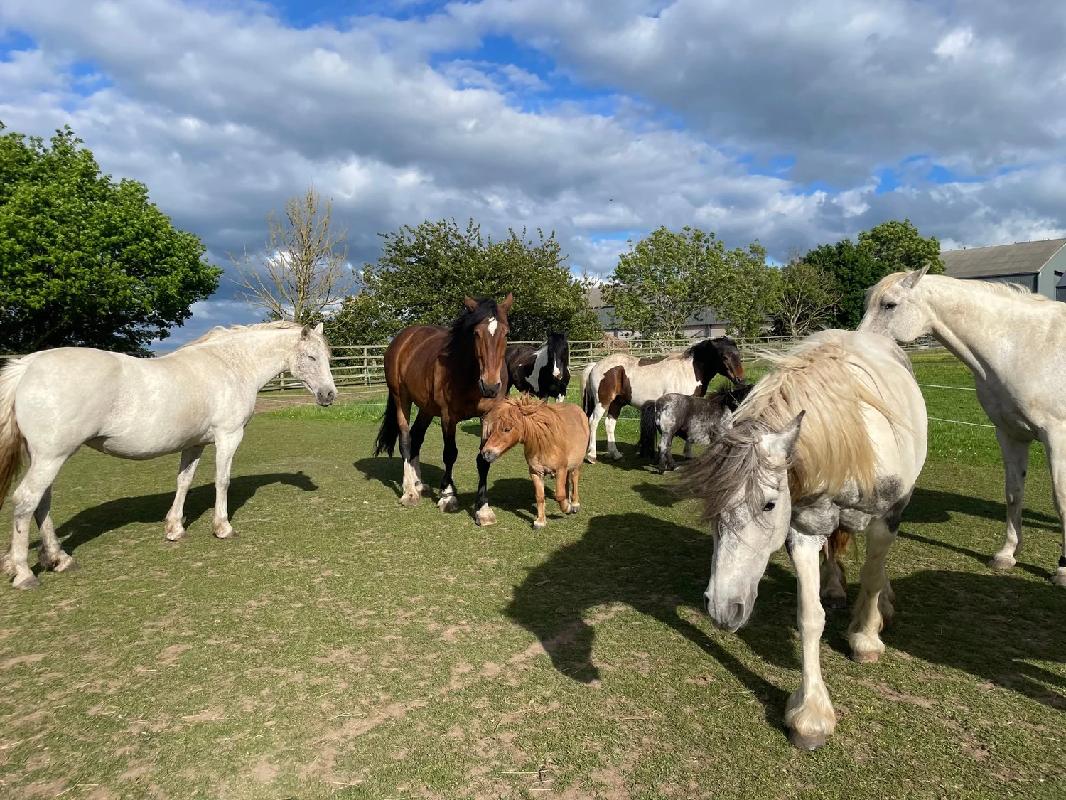 Grey and white horses standing with a bay horse and Shetland ponies in a sunlit paddock edged with trees.