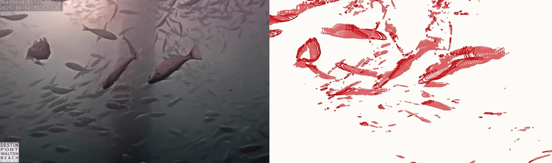fish gif