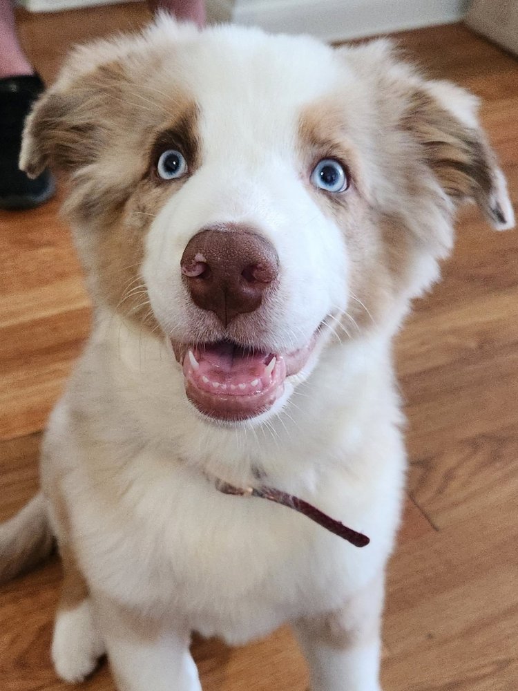 Cute aussie puppy