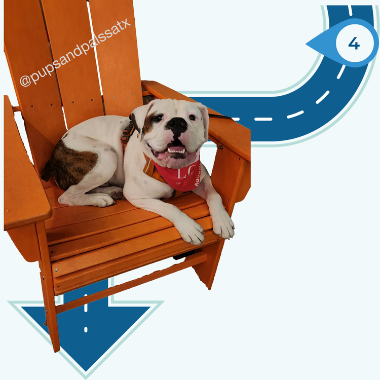 Bulldog lying on orange chair