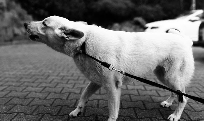 Lunging white dog on leash