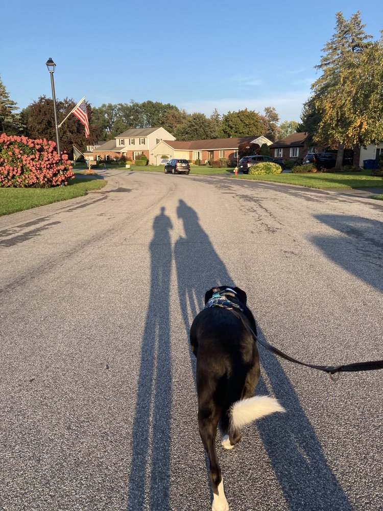 Image shows a suburb neighborhood on a clear fall day. A black-and-white dog in center walks away from camera on leash, their white-tip tail held mid-height. The shadow of two humans stretches out into the road, a family walks together.