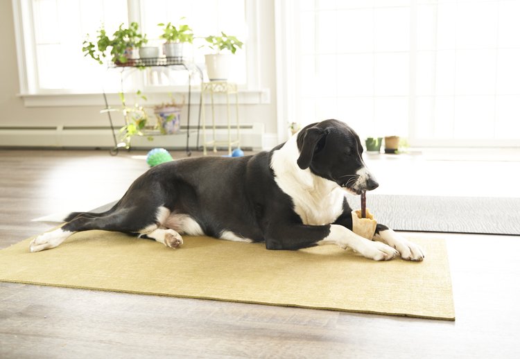 Image shows a black-and-white large floppy-eared dog. They are laying on a sand colored mat in a brightly lit room with some green potted plants in the background. The dog is relaxing with a chew item.