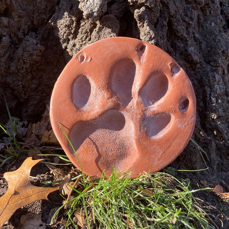 Image shows a terra cotta paw impression at the base of an oak tree. The sculpture is resting on a bed of fallen brown oak leaves and some persistent green grass as the autumn sun bathes it in golden light.
