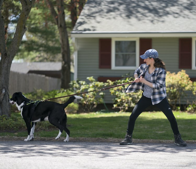 Image shows a human dressed in blue and black plaid with a blue ball cap, holding the end of a brown leash. At the other end is a large black-and-white dog, pulling to see something ahead. 