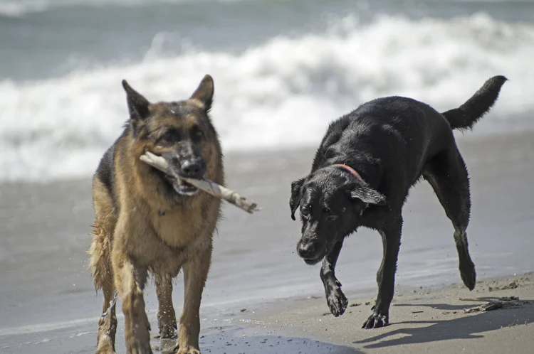 Image shows a large red and black German shepherd (Ziko) walking on a beach with a stick in his mouth. A mischievous black Labrador (Gabi) follows close behind, plotting to steal the stick.