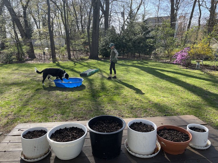 Image shows newly potted plants in the foreground of a backyard in early spring. In the background, we see Sharon (a white human) reaching into their pocket while Muggins (a large black-and-white dog) steps into a kiddie pool to sniff for treats.