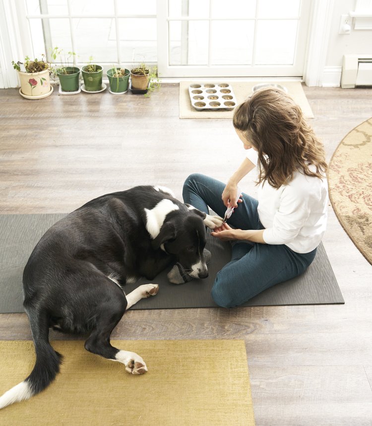Image shows a human seated on the floor in teal and cloud cover colors. A black-and-white dog lays calmly with their chin on the human's foot, offering a paw for a nail trim.