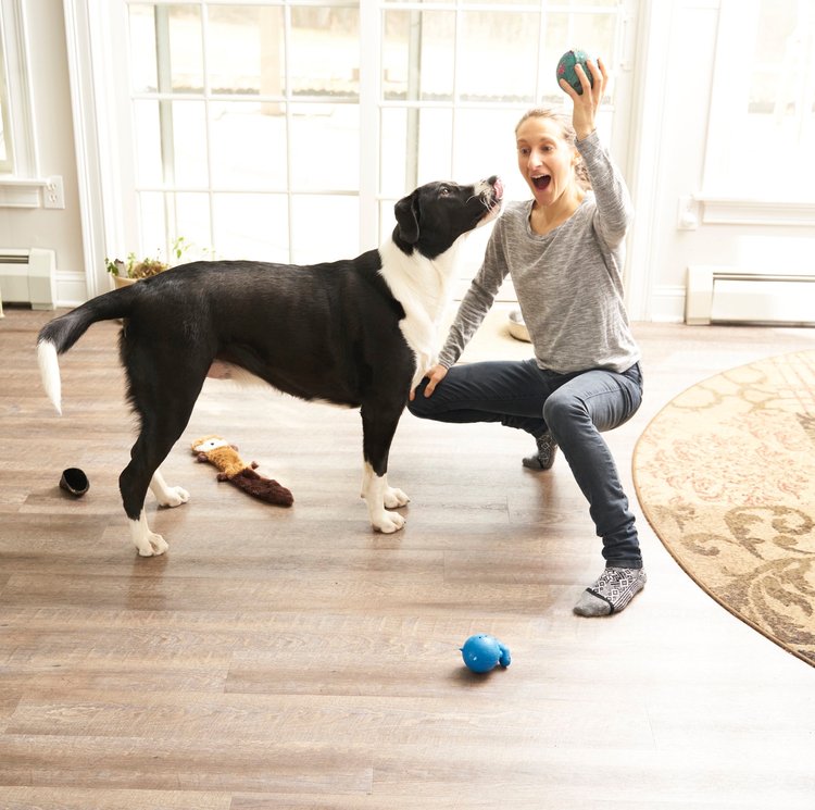 Image shows Sharon, a white human wearing blue jeans and a grey top, holding a teal ball overhead with a playfully mischievous smile. Muggins, a large black-and-white pup licks their lips as they look up and wonder how to get the ball.
