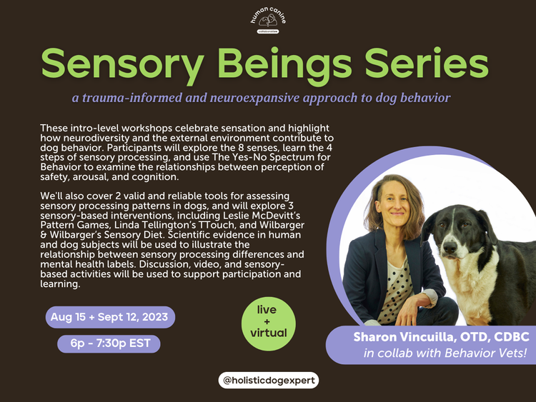 Image has chocolate brown background with lime green words at top: Sensory Beings Series. A description of this intro-level 2-day webinar tells us that participants will learn about sensory processing in dogs on Aug 15 and Sept 12, 2023.