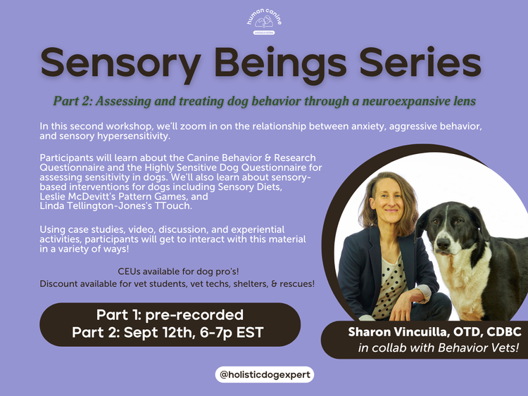 Image has lavender background with chocolate words at top: Sensory Beings Series. Part 2, assessing and treating dog behavior, recorded and live workshops Aug 15 and Sept 12, 2023.