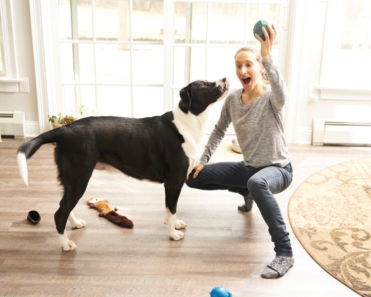 Image shows a white human wearing a grey top and navy jeans, holding a ball above their head and a joyful expression on their face. A large black-and-white dog looks up, mid-wag and with a longing face in anticipation.