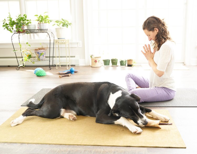 Image shows a human (seated) and a dog (laying), both on yoga mats in a brightly lit room. Some happy little potted plants and dog toys are in the background. The human bows their head while breathing deeply; the dog quietly chews a bone.