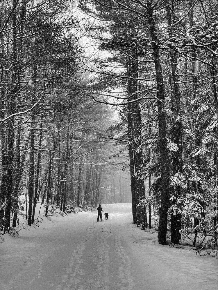 Image shows a snow-covered path through a tall pine forest, established with several tracks of paw and footprints. The tree branches are lined with snow. We see a human and a dog at a distance, traveling together and imagining what they will find.