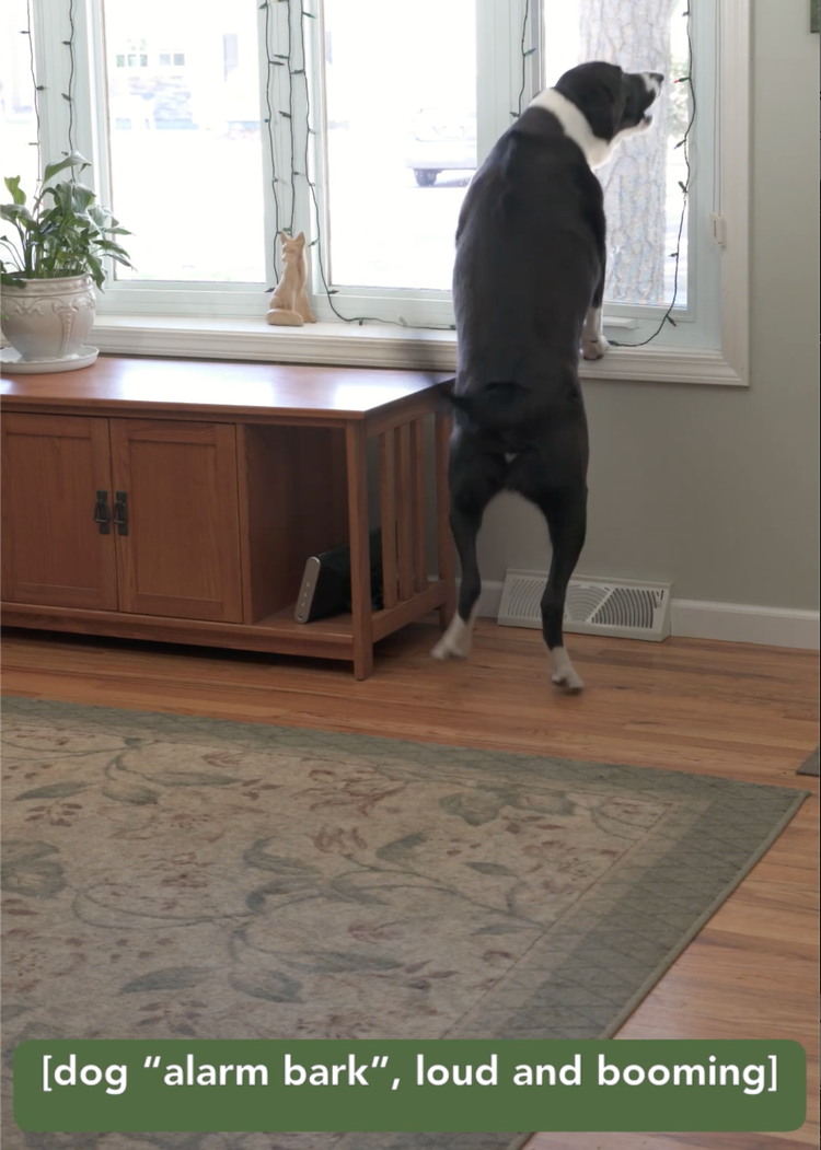 Image shows a large black-and-white dog with front paws on a window sill while they bark and wag tail frantically. Caption below says [dog "alarm bark", loud and booming.]