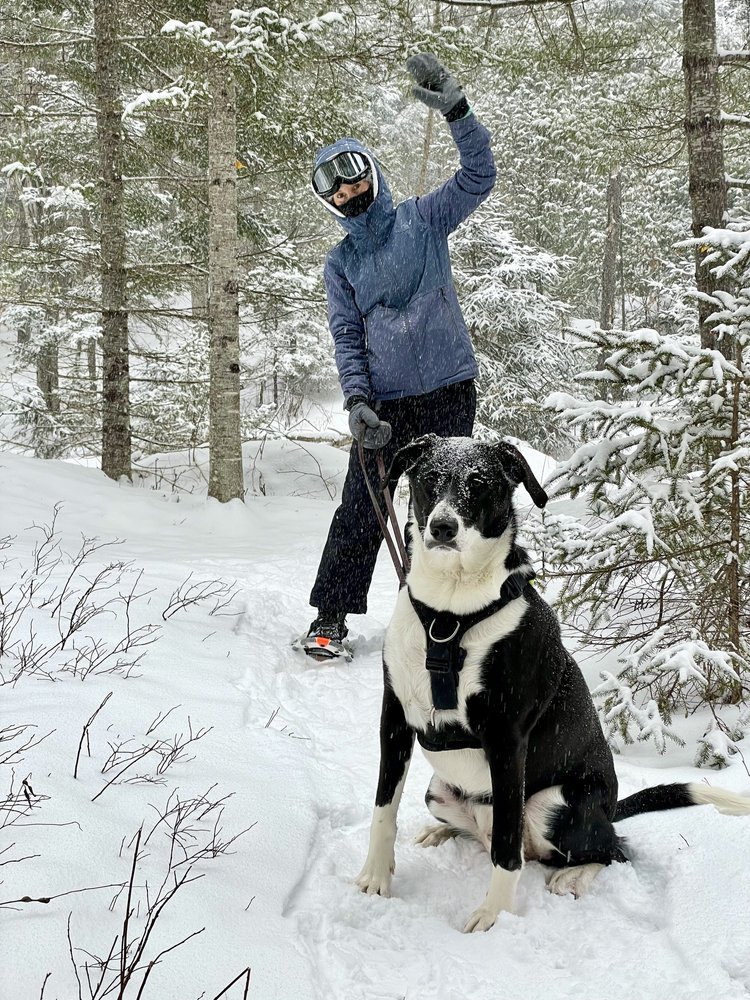 Photo of a human and dog, pausing on a snow-covered pine forest path. The black-and-white floppy-eardog is seated and focused. The human waves from behind, fully clad in blue-gray and black snow gear.