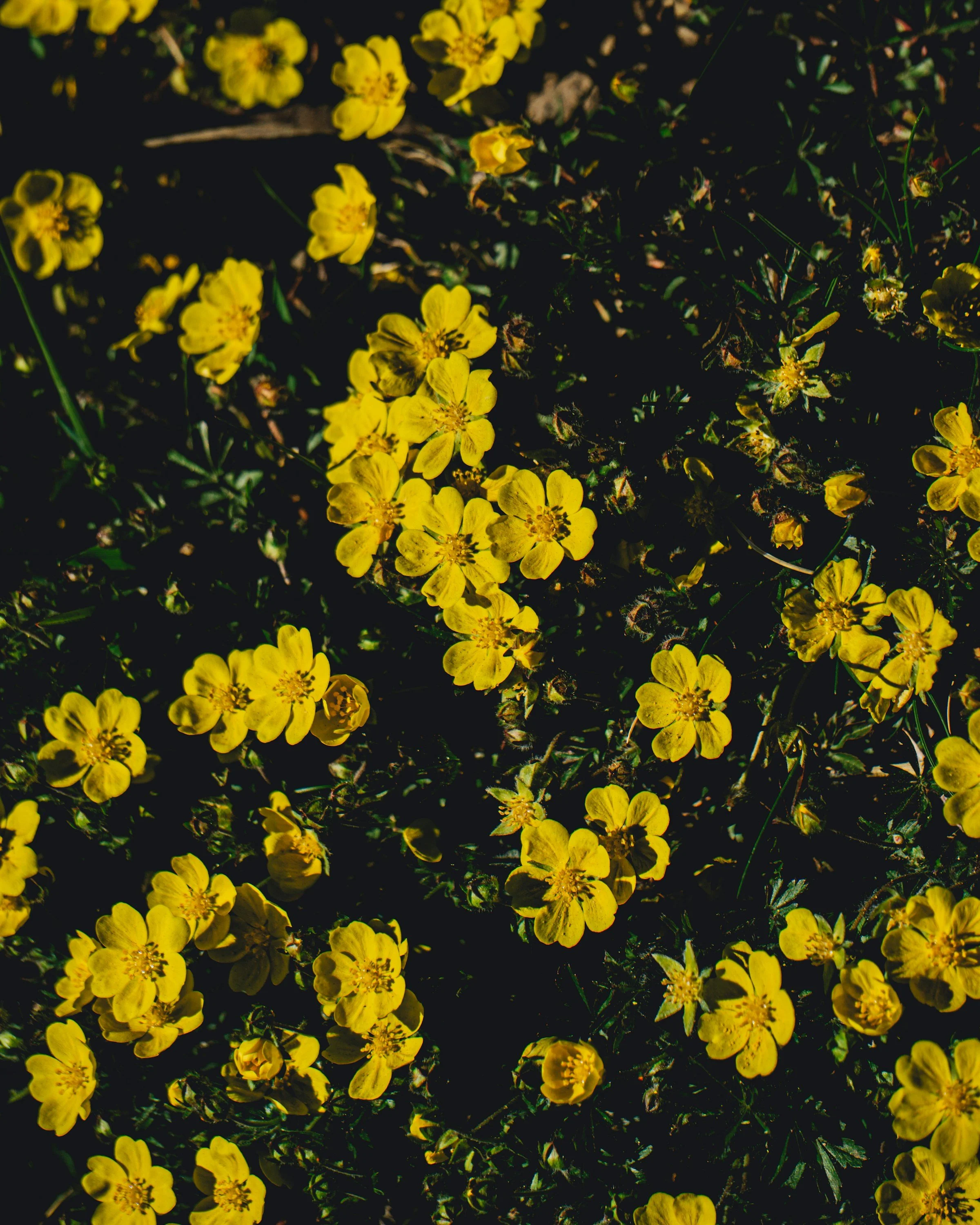 Huile de tournesol