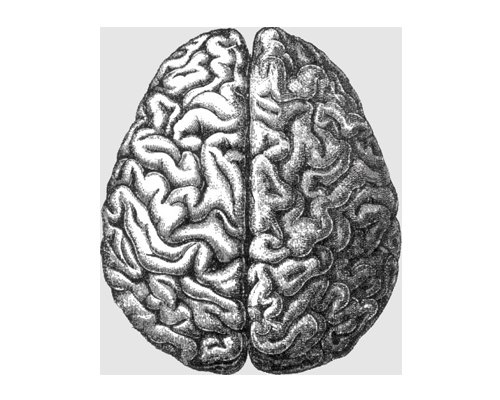 The hemispheres of a human brain