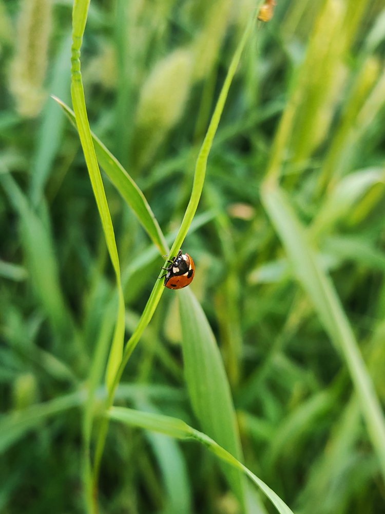 Ladybird in her environment