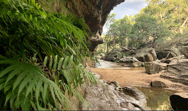 The Drip walking track, in Goulburn River State Conservation Area, meanders beside Goulburn River to The Drip, or 'the Great Dripping Wall’.