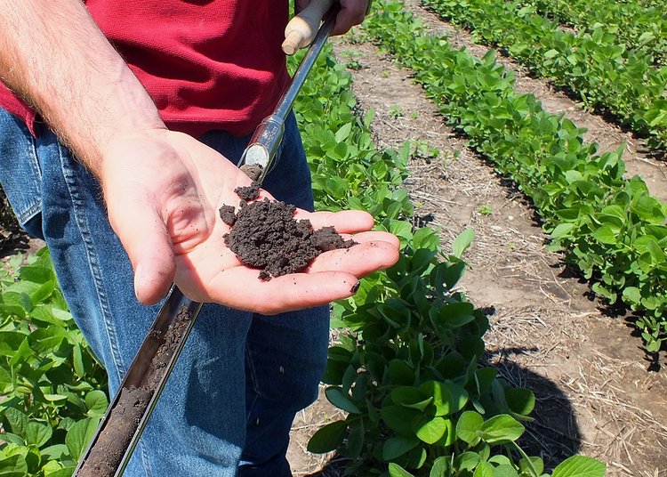 A South Dakota soybean farmer's rich soil