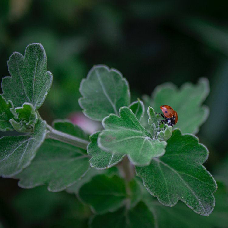 A browsing ladybird