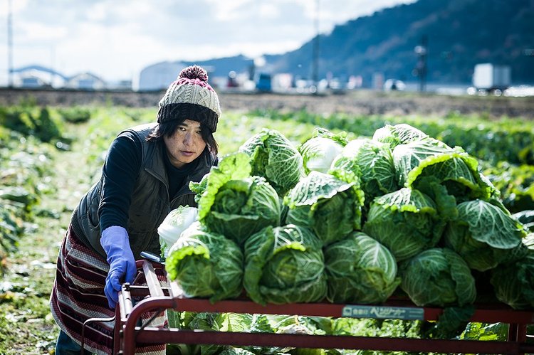 Farm worker wheeling cabbages