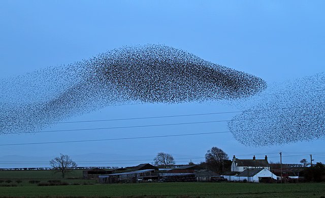 A spectacular photo of a murmuration of starlings in the UK