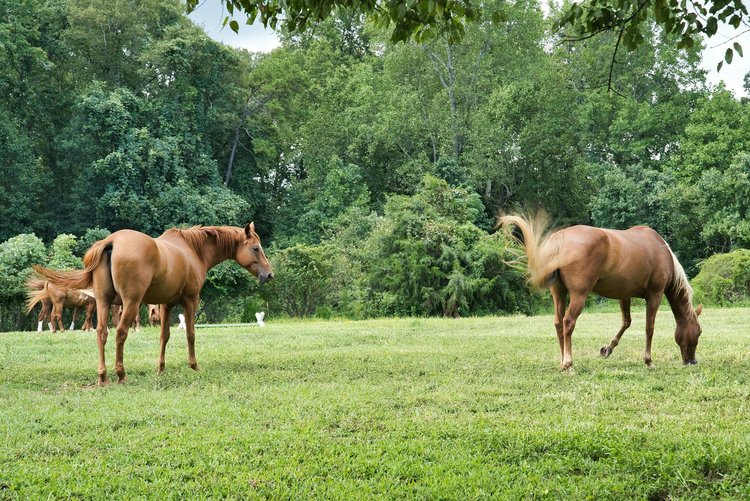 Custom homes in Powhatan County, VA