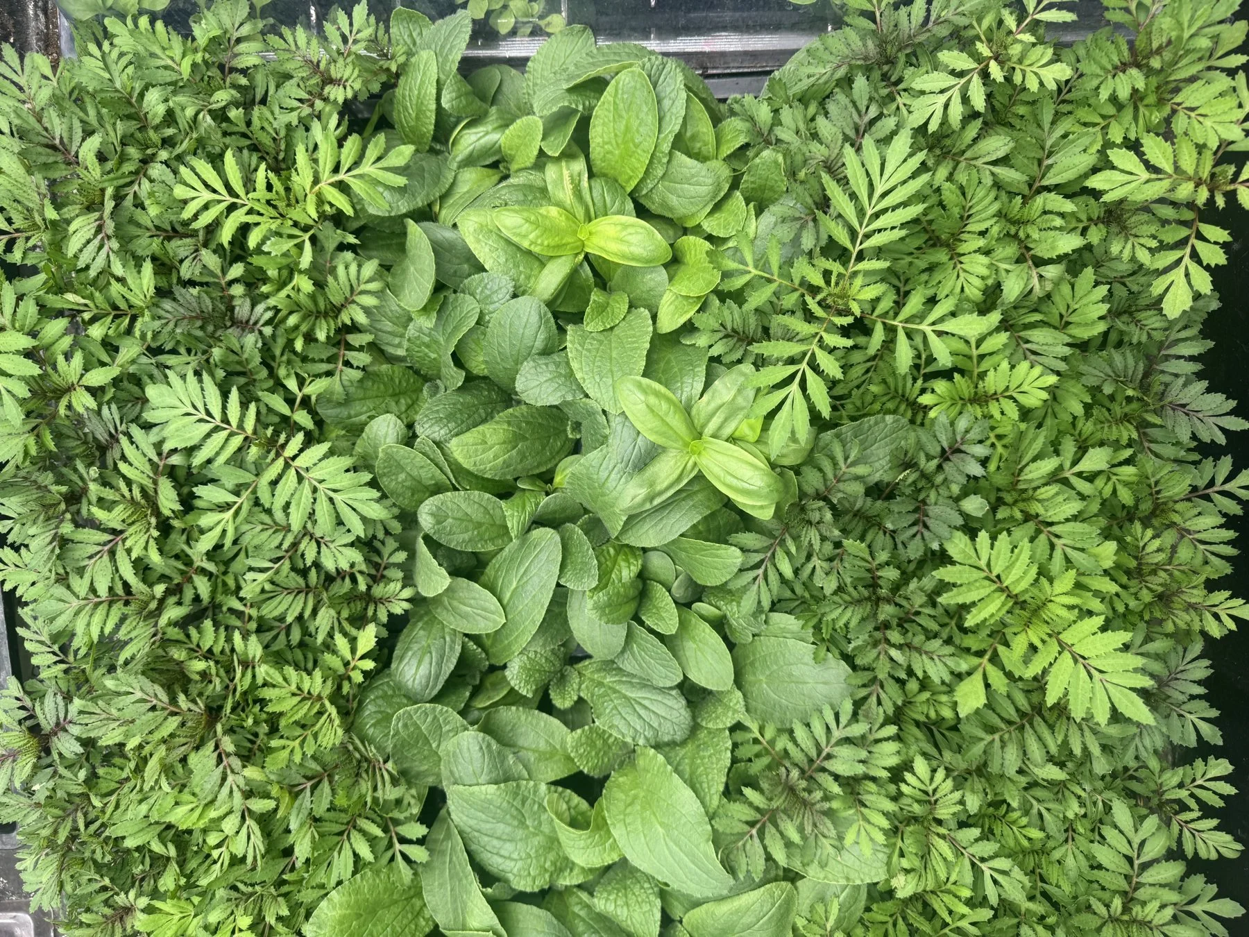 Living soil greens