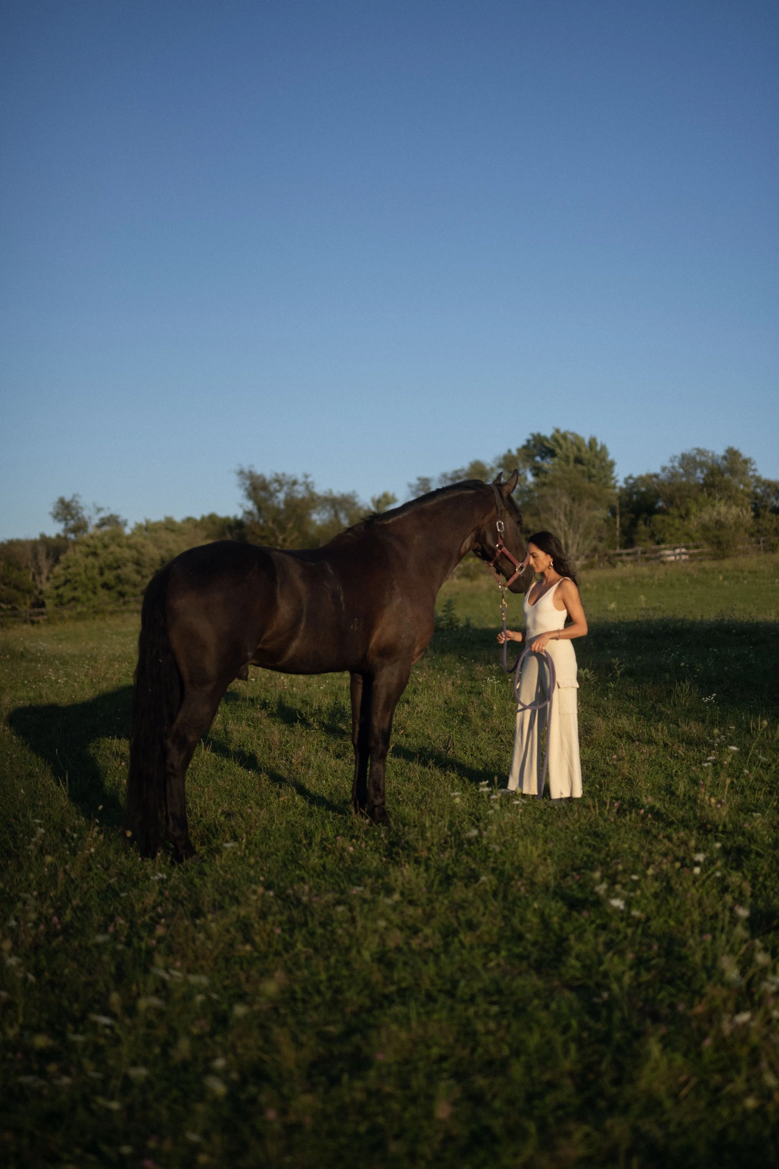 Bee in profile with horse, golden hour