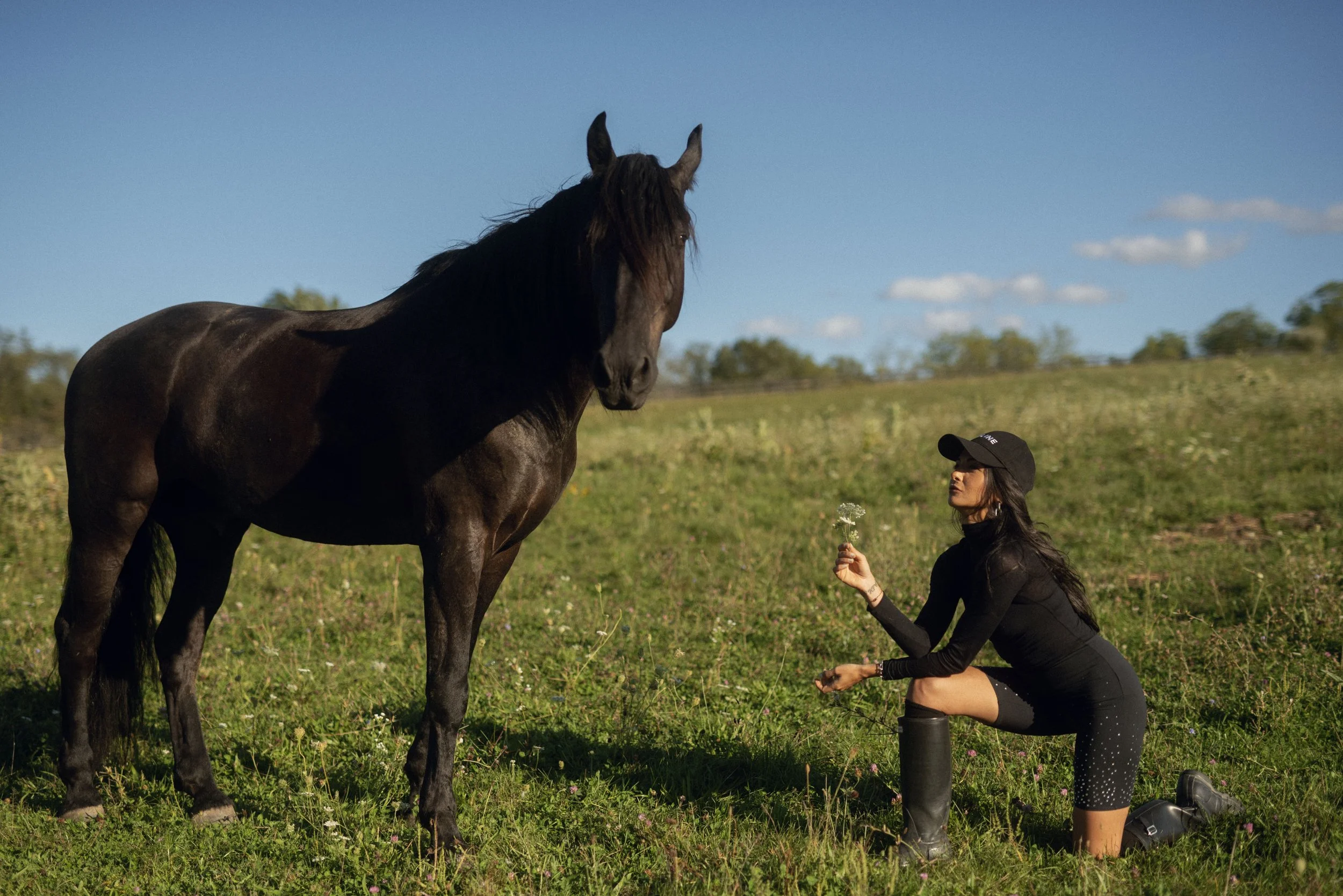 Bee in a field offering a flower to a black horse